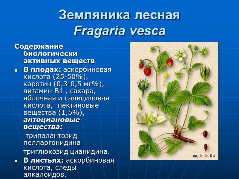 Земляника лесная Fragaria vesca Содержание биологически активных веществ В плодах: аскорбиновая кислота (25-50%), каротин
